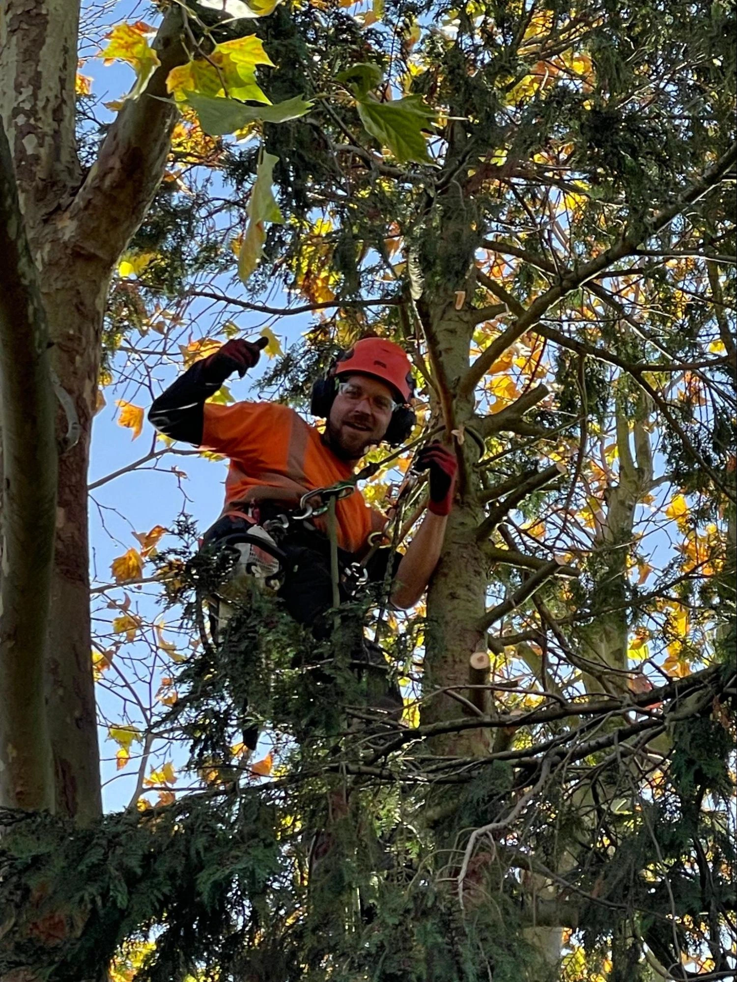 Stapleford Abbotts Tree Care Experts